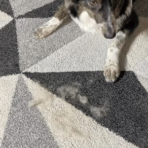 Effortlessly Remove Pet Hair in Seconds